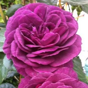 Meet your Posher, Daphne